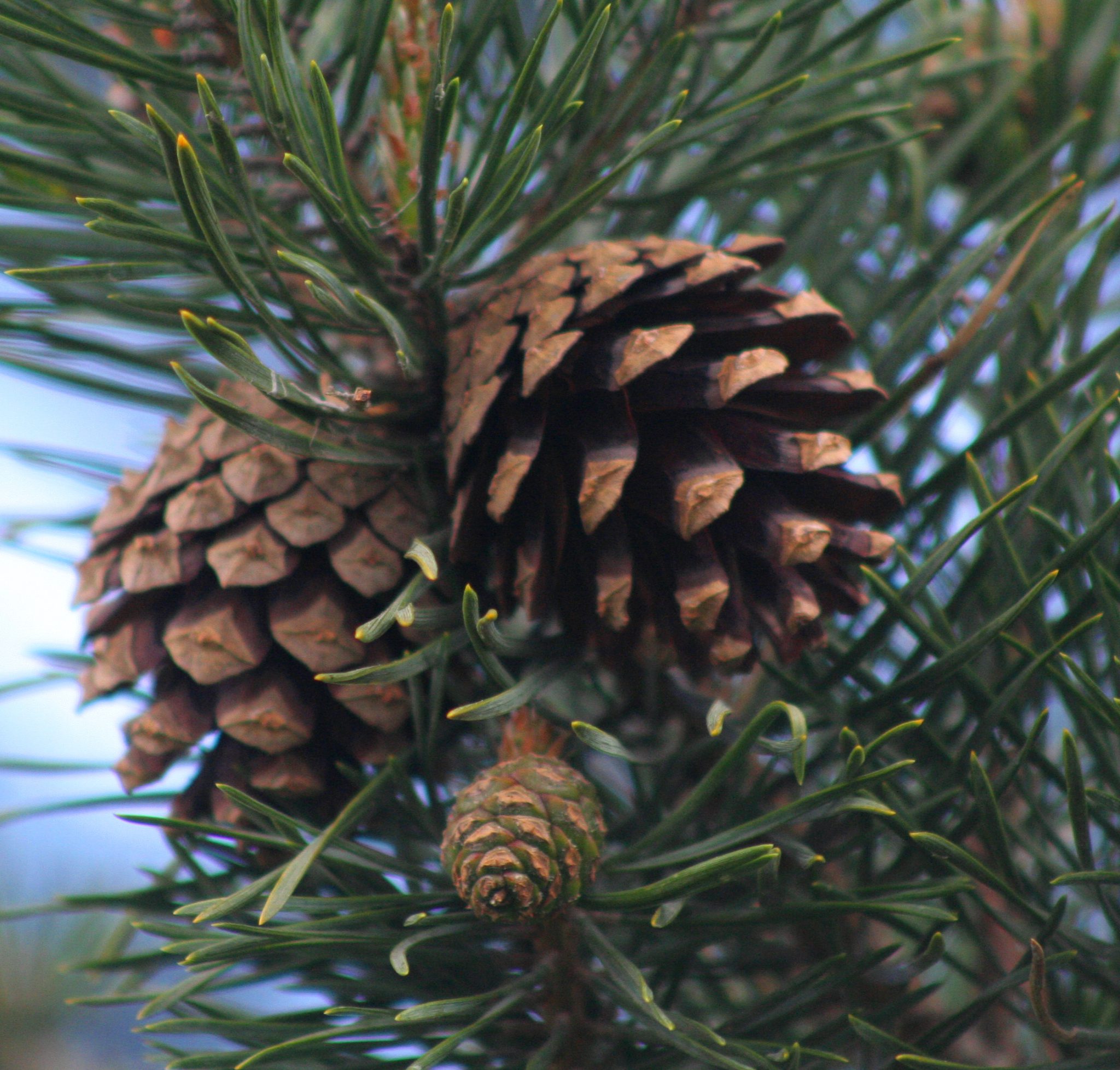 Paprastoji pušis - Pinus sylvestris - Vilniaus Filaretų pradinė mokykla